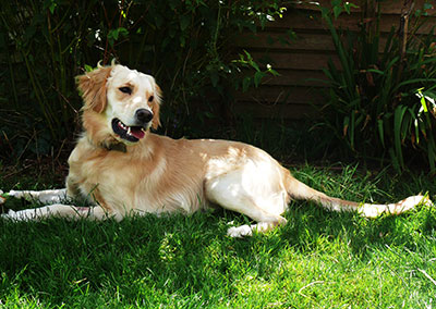 Dog enjoying the shade Dog enjoying the shade